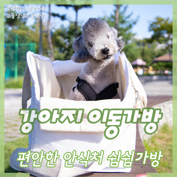  강아지 앞가방, 편안한 안식처가 되는 쉼쉼 이동가방