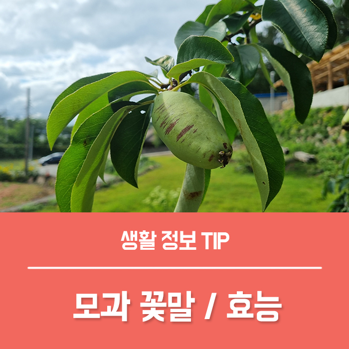  모과 꽃말 모과 효능 BEST 3, 모과차 주의사항