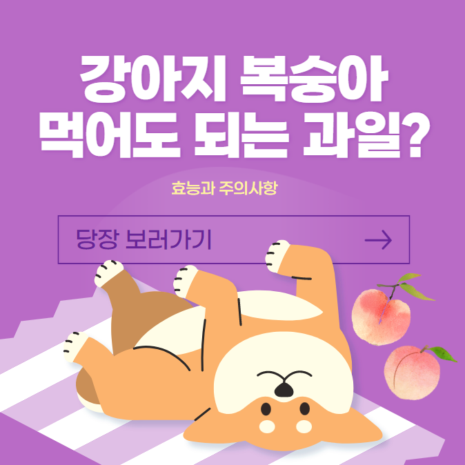 강아지 복숭아 먹어도 되는 과일인가요?(효능과 주의 사항)