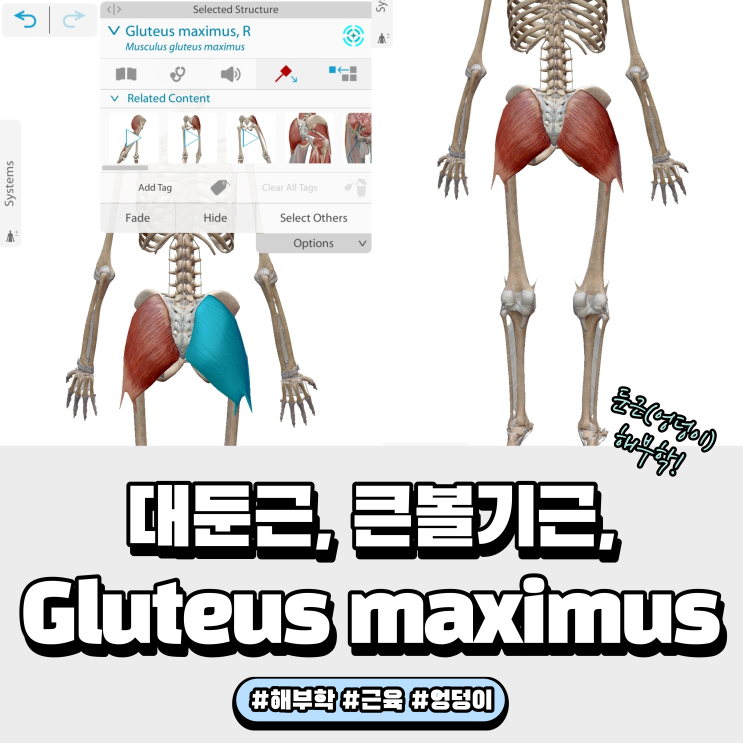 대둔근 큰볼기근 Gluteus maximus 근육 해부학!