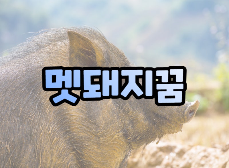 멧돼지꿈
