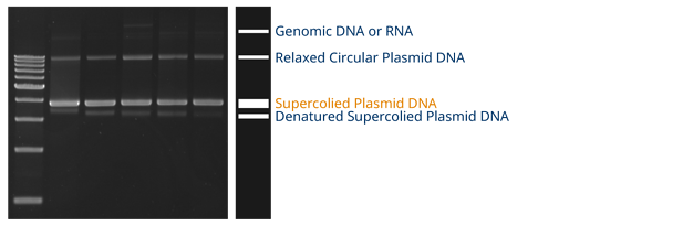  Plasmid DNA의 quality를 체크하는 방법(흡광도 비율, 전기영동, 엔도톡신 레벨)