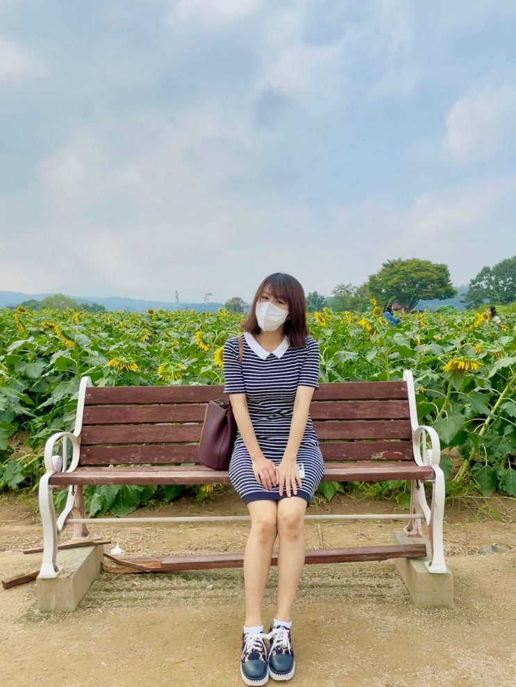  가을여행지 추천 : 연천 호로고루 해바라기