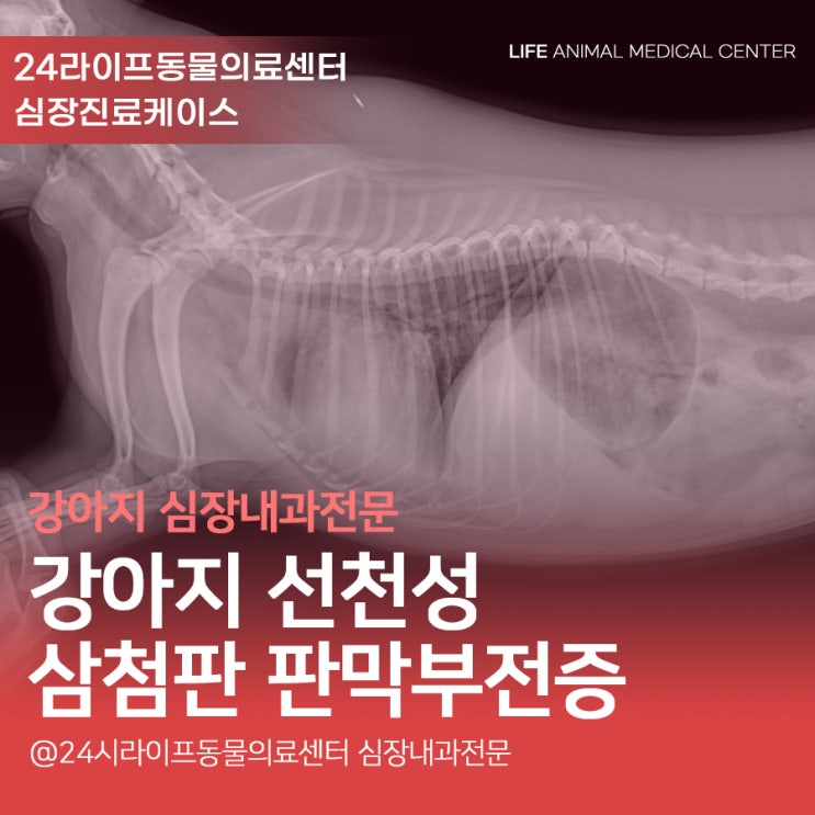 대구 강아지심장병원 : 선천성 삼첨판 판막부전증 24시라이프동물의료센터 대구 강아지심장병원 : 선천성 삼첨판 판막부전증 24시라이프동물의료센터