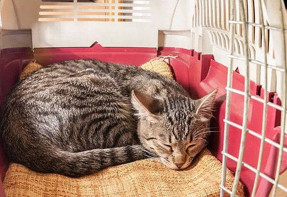 고양이가 이동장에서 자려고 하는 이유와 보호자와 함께 자면 좋은 장단점