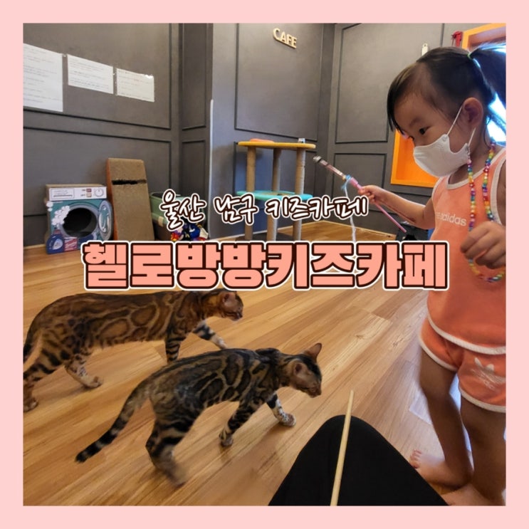  울산 달동 뱅갈고양이가있는키즈카페 [헬로방방 뉴코아울산점]