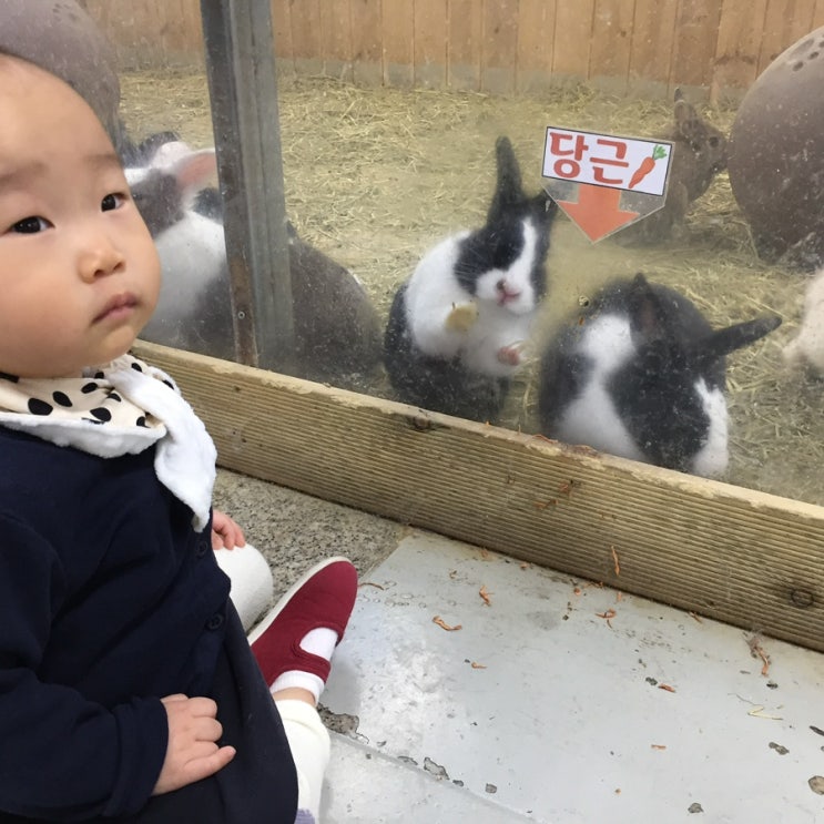  [아이와 대전여행] 동물원인가 아쿠아리움인가 2살 아기와 토끼에게 당근을 줄 수 있는 보문산 내 대전 아쿠아리움