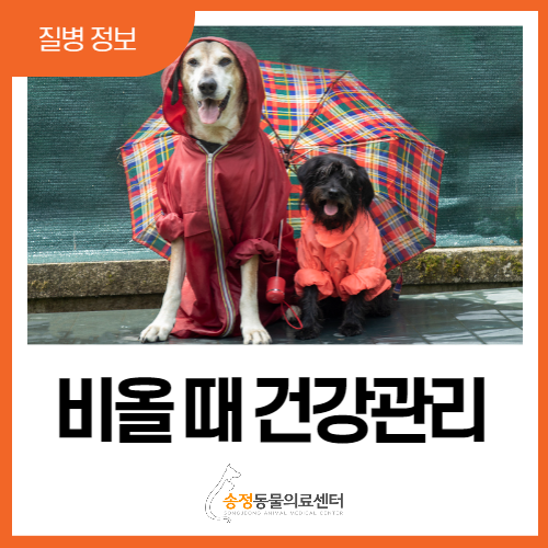  비올 때 강아지 건강관리 법 3가지