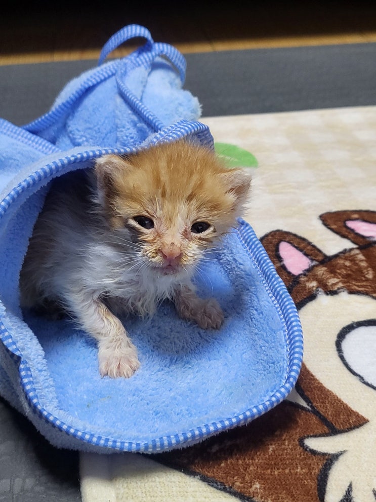  [블챌] 9월1주차 고양이임보중