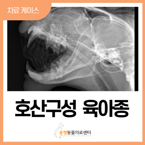  고양이 호산구성 육아종/고양이 피부병/고양이 턱 종괴/eosinophilic granuloma complex/고양이전문동물병원/경기광주 동물병원