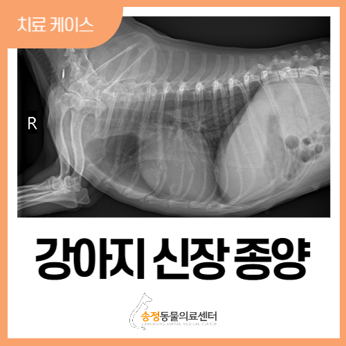  강아지 신장종양/개 신장종양/Renal tumor/강아지 종양/강아지 복강종양/수술전문 동물병원/경기도광주동물병원/성남동물병원/용인동물병원