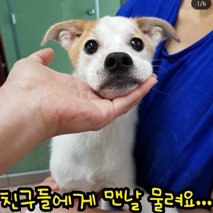  유기견 강아지 새리 입양 3주년! 이제 어엿한 반려견이죠!