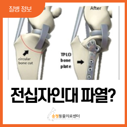  전십자인대파열수술/TPLO/강아지 다리를 절어요/강아지 다리파행/개 전십자인대파열/강아지 다리수술/외과전문동물병원/경기광주동물병원/성남동물병원/송정동물병원/송정동물의료센터