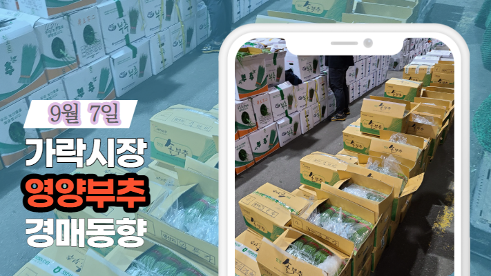 [경매사 일일보고] 9월 7일자 가락시장 "영양부추" 경매동향을 살펴보겠습니다!