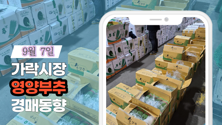  [경매사 일일보고] 9월 7일자 가락시장 "영양부추" 경매동향을 살펴보겠습니다!