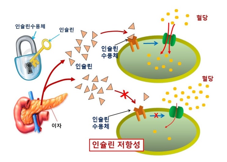  간헐적 단식, 효과에 대한 근거와 반론, 임상실험과 동물실험의 차이