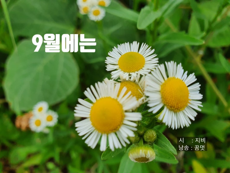  9월에는 / 지비 (시낭송:꿈꾸는 멋쟁이)