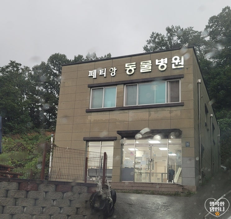  강아지 곰팡이성피부염 약용샴푸 처방