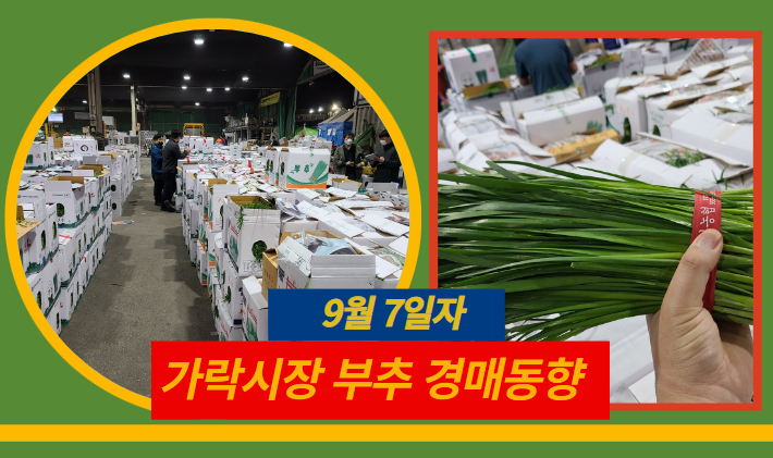  [경매사 일일보고] 9월 7일자 가락시장 "부추" 경매동향을 살펴보겠습니다!