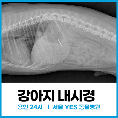  강아지 이물질 압정 삼켰을 때 내시경, 24시 동물병원 ( 분당, 용인 수지 )