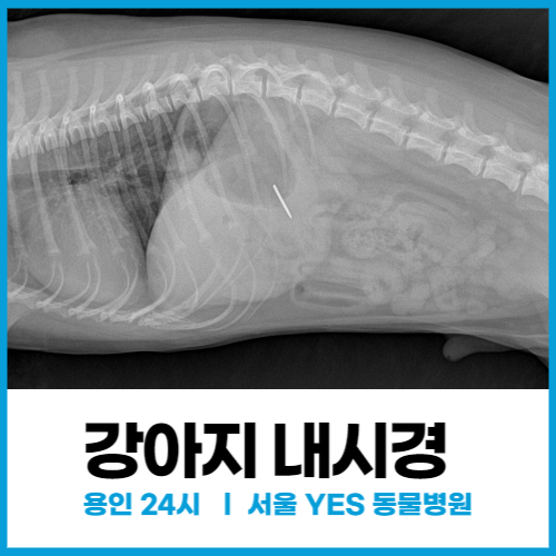 강아지 이물질 압정 삼켰을 때 내시경, 24시 동물병원 ( 분당, 용인 수지 )