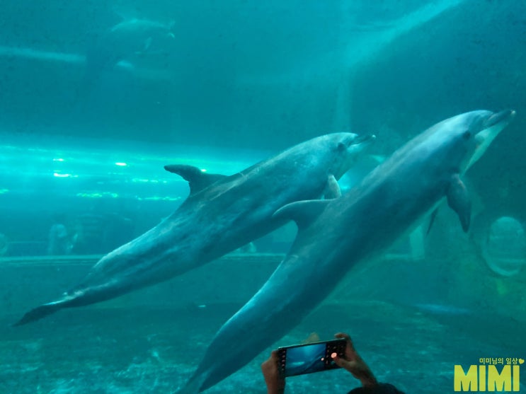  주말에가볼만한곳 울산 고래생태체험관 다녀왔어요