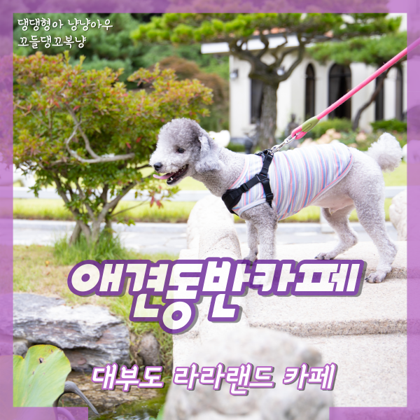  대부도 애견동반카페, 야외 정원이 아름다운 라라랜드