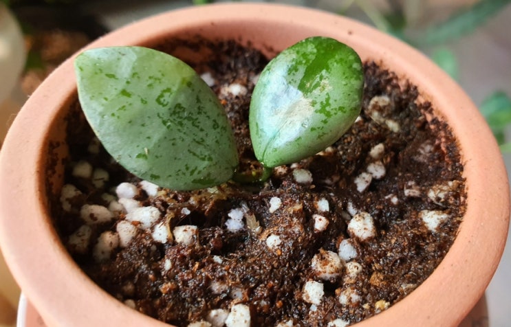  희귀식물, 호야키우기 호야 슈퍼에스키모 뜨레몽 미니원기둥 토분 How to Grow Hoya krohniana 'Super Eskimo'