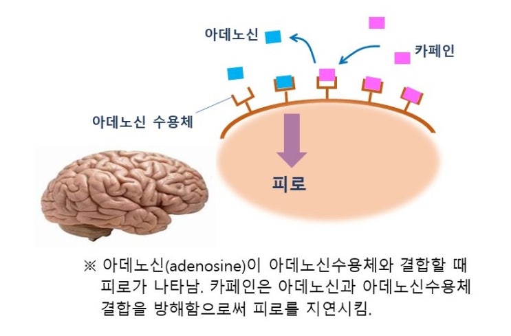  카페인(caffeine)과 운동수행능력, 헬스부스터, 경기력향상보조제(Ergogenic aid)로서의 작용