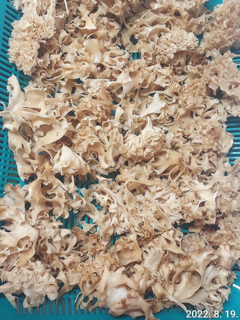 꽃송이버섯 채취 시기, 꽃송이버섯 세척(씻는) 하는 방법, 꽃송이버섯 건조 방법, 꽃송이버....