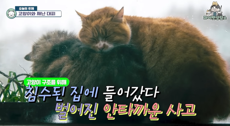 폭우 재난 재해 상황 시 <b>고양이</b> 구조 안전하게 <b>대피</b>하는 방법