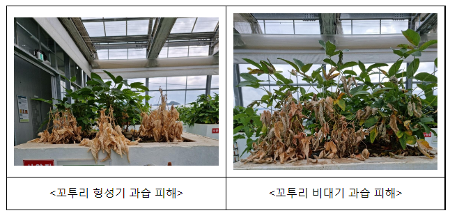 콩알 여무는 9월, 토양 과잉 수분·병해충 관리에 힘써야_농촌진흥청 콩알 여무는 9월, 토양 과잉 수분·병해충 관리에 힘써야_농촌진흥청