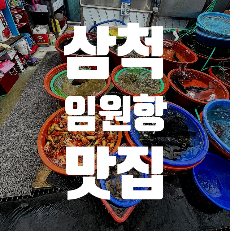  [삼척맛집] 임원항 회센터 경북금호횟집 임원항맛집 오징어회 맛집!
