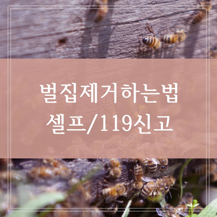 아파트 벌집제거하는 법 벌초 가서 말벌집 발견하면 119 신고하기 (창문, 베란다)