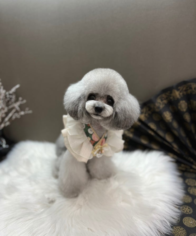  실버 푸들 미용 스타일 쁘띠쁘띠 캔디컷
