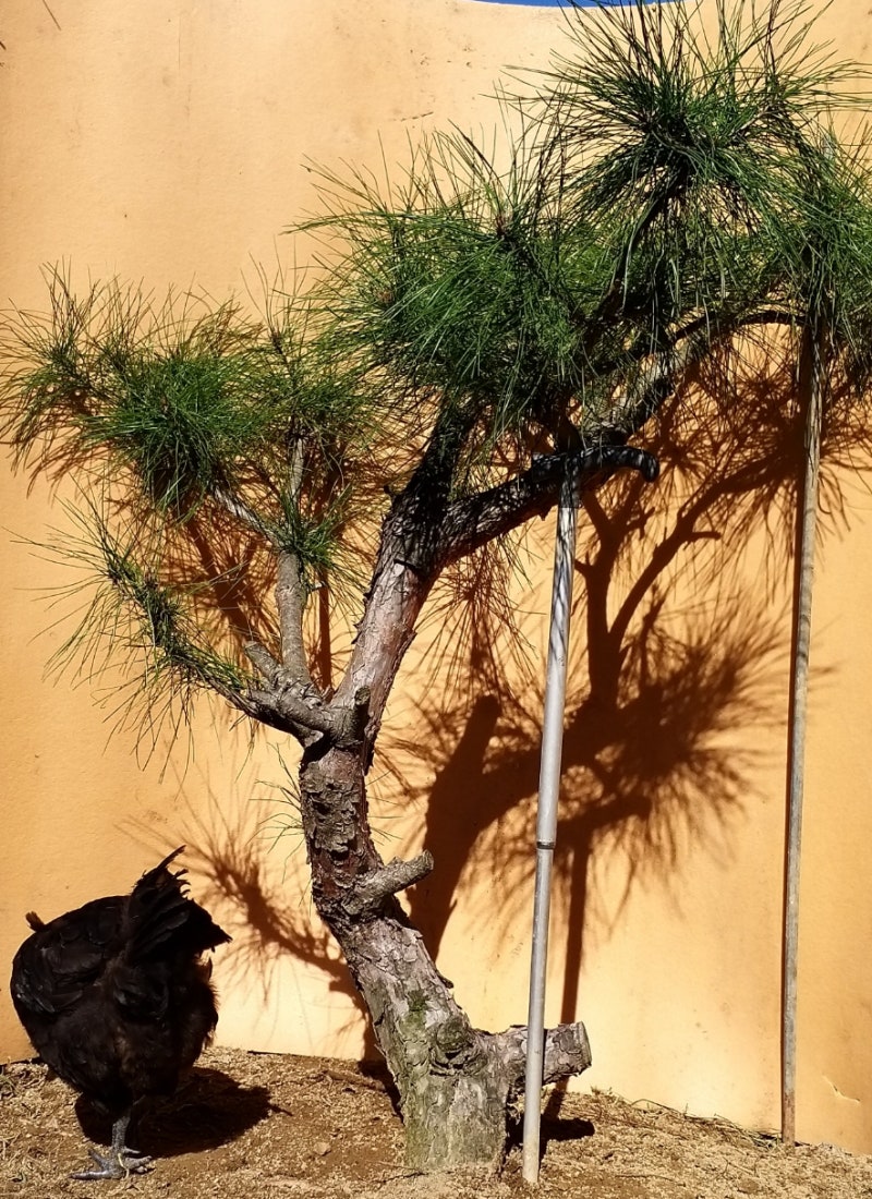 소나무 정형외과 의사 소나무 조형 술 3