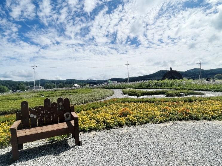  평창 가볼만한 곳 효석문화마을 메밀꽃밭 산책하기