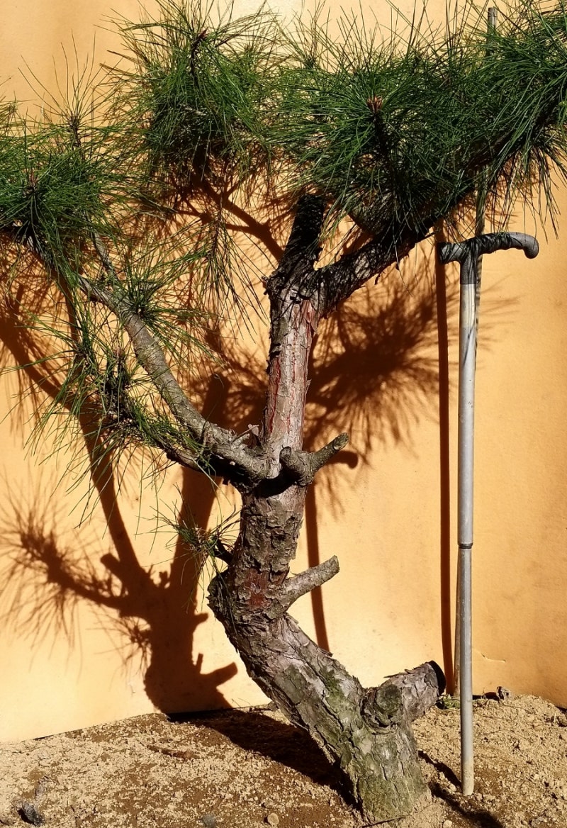 소나무 정형외과 의사 소나무 조형 술