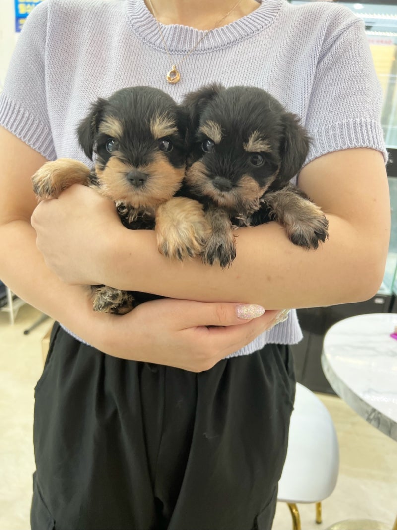 슈나우저무료분양 특징함께알아보기