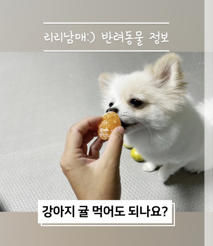 강아지 귤 먹어도 될까요? 귤 한라봉 천혜향 효능과 급여방법 주의사항