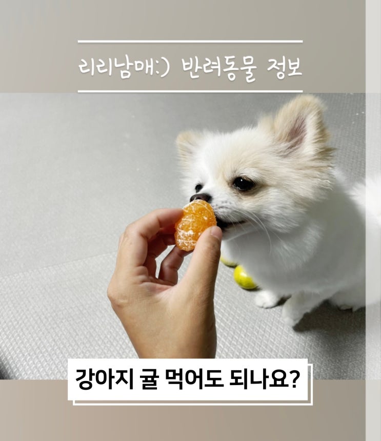  강아지 귤 먹어도 될까요? 귤 한라봉 천혜향 효능과 급여방법 주의사항