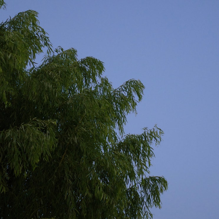  블로그씨, 푸른 하늘의 날