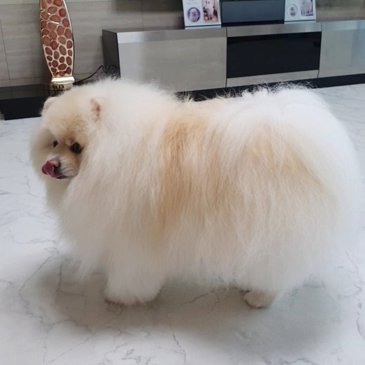  강아지몸에 좋은 음식 알고 먹이면 약이 됩니다