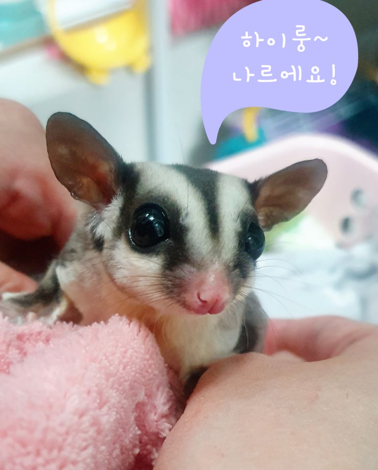  사랑스러운 반려동물 슈가글라이더(슈글)를 소개합니다! 이것은 요정인가 동물인가~