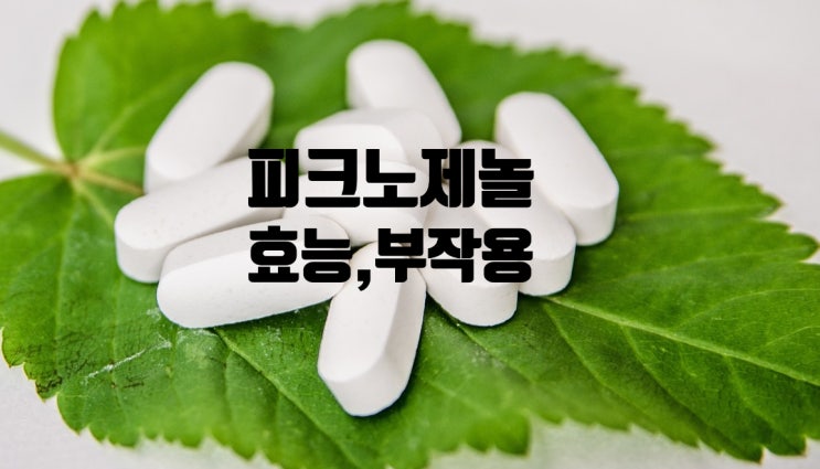 피크노제놀 효능 부작용 알아보아요