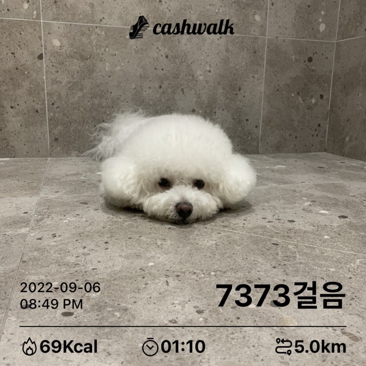 2022. 09.06. 댕댕이 일기 2022. 09.06. 댕댕이 일기
