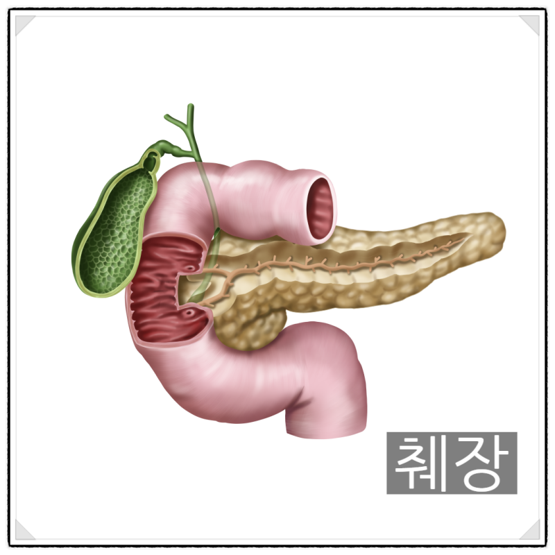 췌장 기능 알아보고 염증 잡아 봐요! : 네이버 블로그