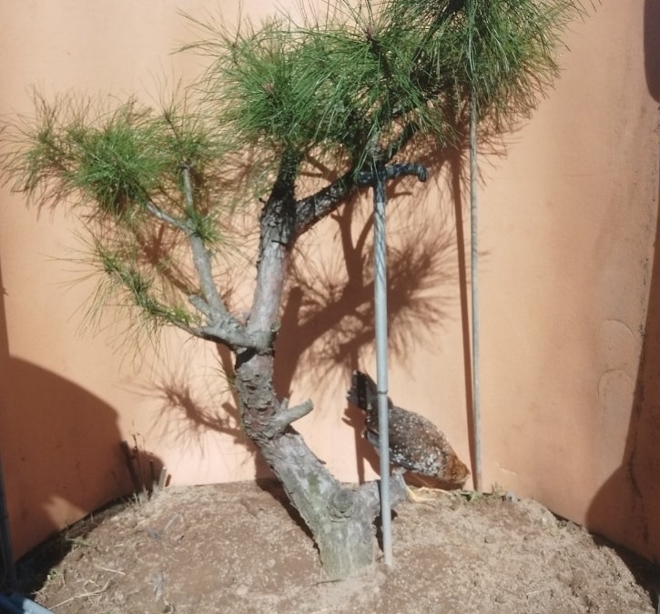 소나무 정형외과 의사 소나무 조형 술 5