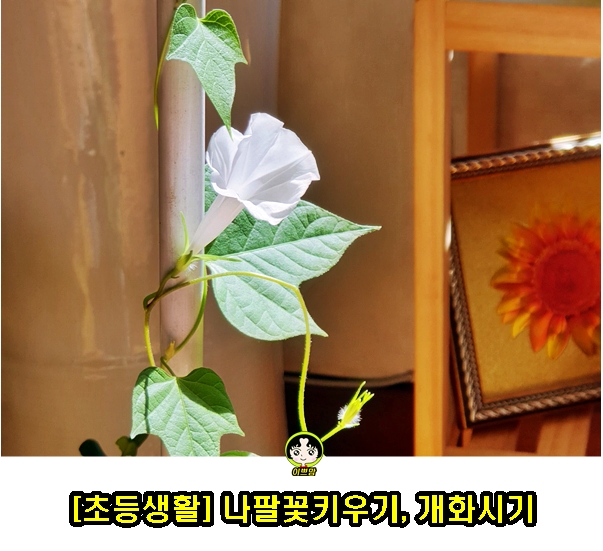  초등1학년 나팔꽃키우기 파종부터 개화까지 나팔꽃 성장