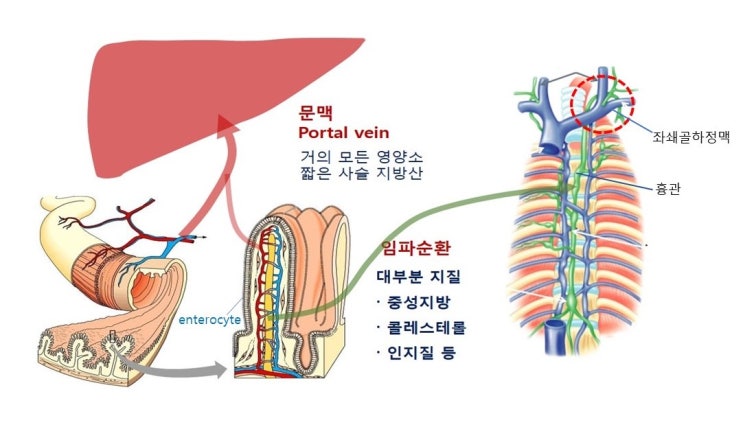  지질의 흡수경로, 운반경로(카일로마이크론, VLDL, LDL, IDL, HDL)